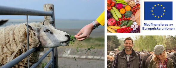 Kollagebild: får som blir matat i handen, grönsaker i närbild, en man och kvinna med kor i bakgrunden. Logotyp för strategiska planen