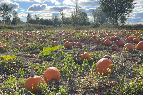 Pumpor på fält