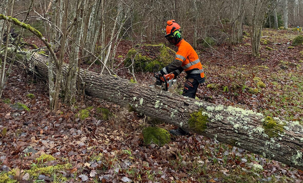 Man som kapar upp stormfällt träd