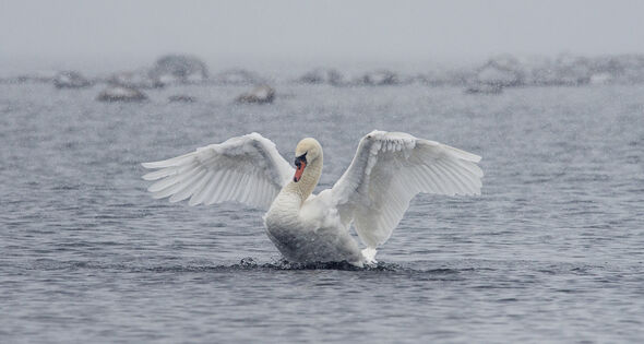 Knölsvan som slåg med vingarna i ett snöfall på havet