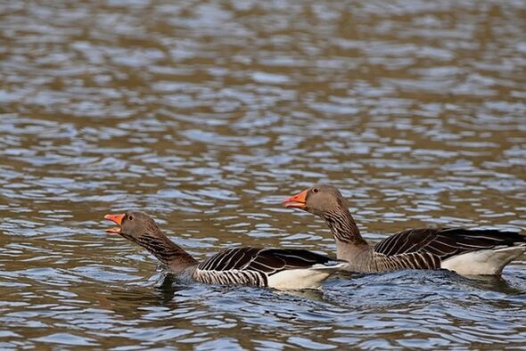 Två grågäss som simmar