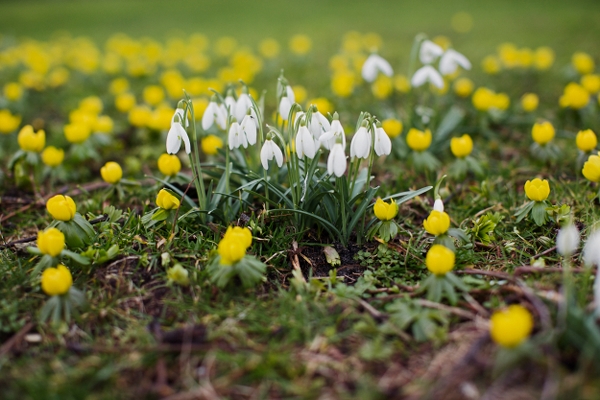 Vårblommor