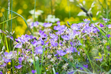 Midsommarblomster