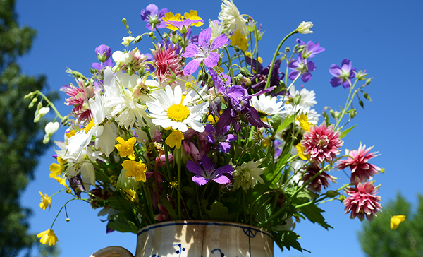 Midsommarbukett mot blå himmel. Foto: Frugan / Mostphotos.com.