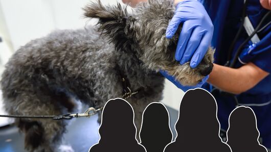 Veterinärförbundets extrafullmäktige bytte ut ledarskiktet