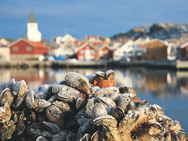 Skärhamn