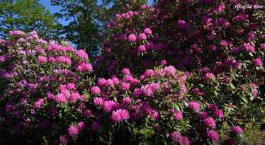 Runes Rhododendronpark