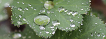 Vattendroppar på grönt blad