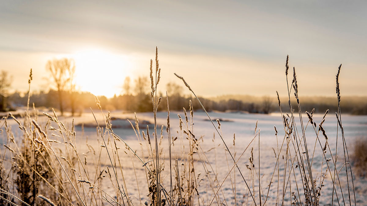 Vinterlandskap med frostiga grässtrån.