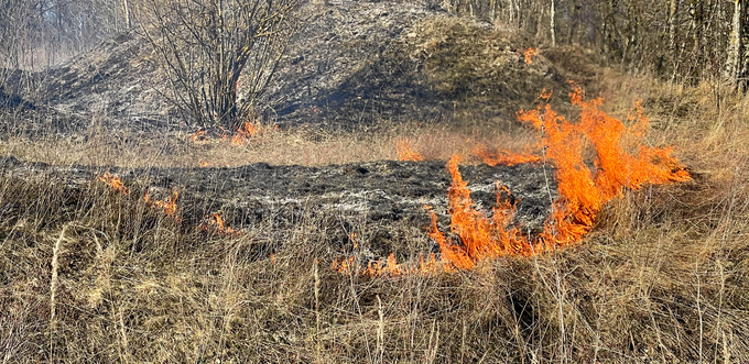 Eldsvåda i torrt gräs nära en skog.