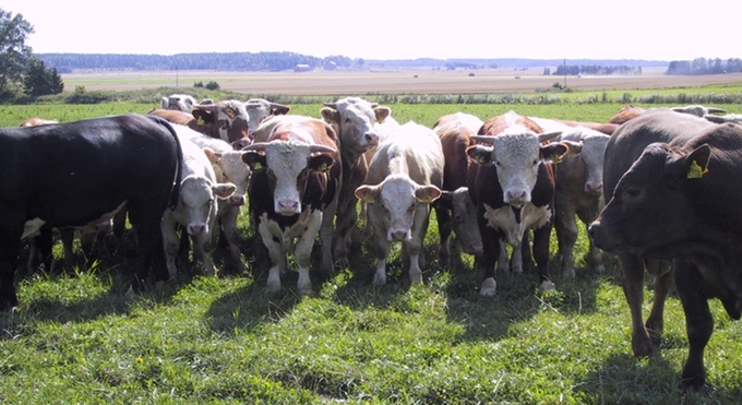 En grupp kor som betar på en gräsmark med ett öppet landskap i bakgrunden.