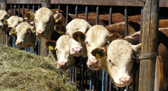 Kor som äter hö i en ladugård.