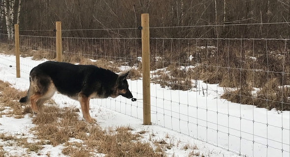 Schäferhund går längs ett rovdjursavvisande stängsel i ett vinterlandskap.