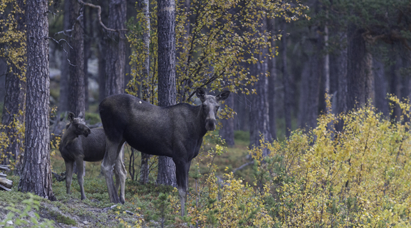 Älghona med kalv i en skog med höstfärgade löv.