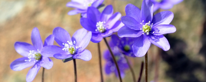 Närbild på blå blommande blåsippor i solljus.