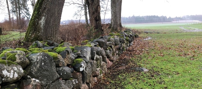 Stenmur delvis täckt med mossa intill ett fält. Ovanför muren växer träd.