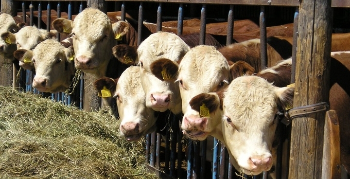 Kor äter hö vid ett staket på en bondgård.