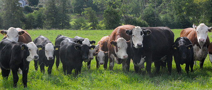 Grupp av kor som betar på en betesmark.