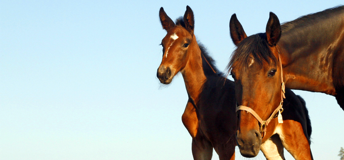 Två bruna hästar, en vuxen och ett föl, mot en klarblå himmel.