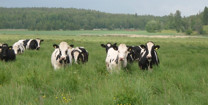 Kor betar på en betesmark med skog i bakgrunden.