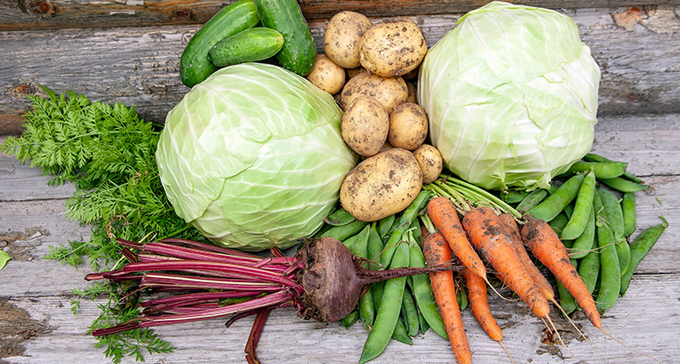 Färska grönsaker på ett träbord, inklusive kål, morötter, rödbetor, potatis och sockerärtor.
