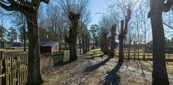 Soligt landskap med en grusväg omgiven av trädkantade fält och ett staket.