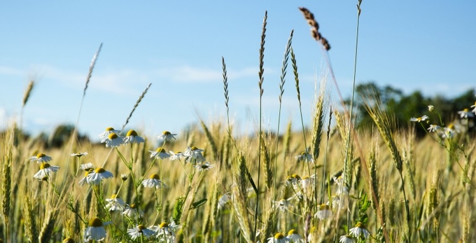 Sommaräng med vajande korn och prästkragar under klarblå himmel.