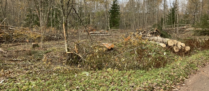 Nedfallna träd och grenar i en igenvuxen gräsmark efter avverkning.