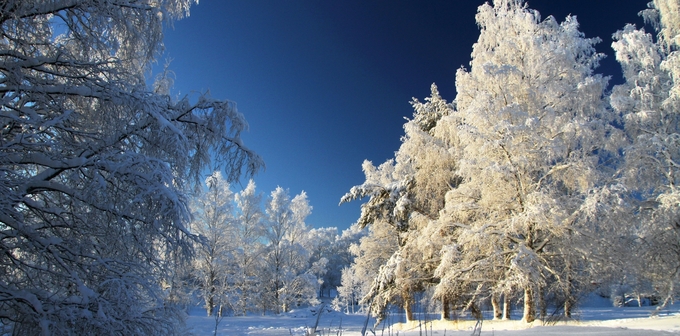 Soligt vinterlandskap med frosttäckta träd.