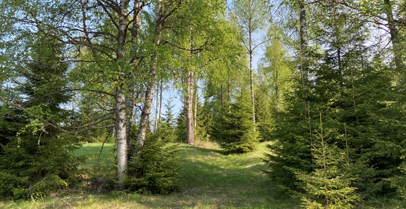 Bild av en mark med björkar och granar i solljus och fint gräs
