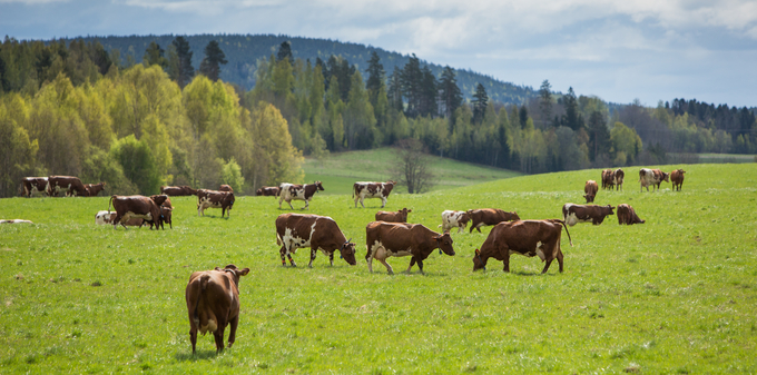 Kor betar på en grönskande gräsvall med skog och kullar i bakgrunden.