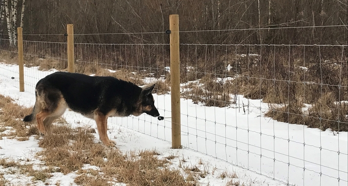 Schäferhund går längs ett rovdjursavvisande stängsel i vinterlandskap.
