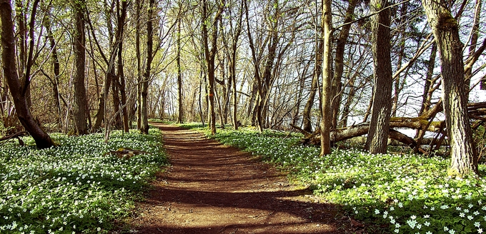 Skogsväg omgiven av blommande vitsippor och lövträd på våren.