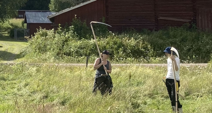 Två personer slår långt gräs med lien framför röda träbyggnader.
