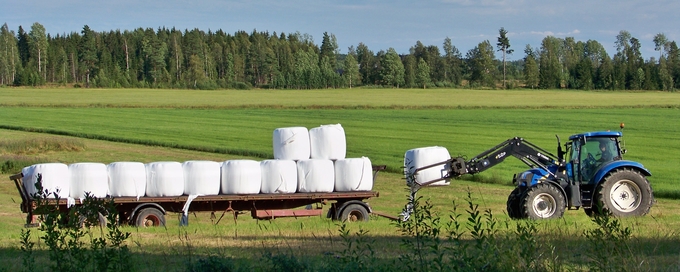 Blå traktor lastar vita ensilagebalar på släpvagn i grönt fält.