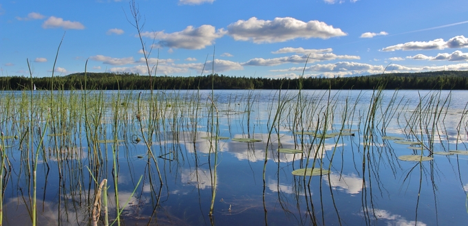 Klart vatten i en svensk sjö omgiven av skog och vass.