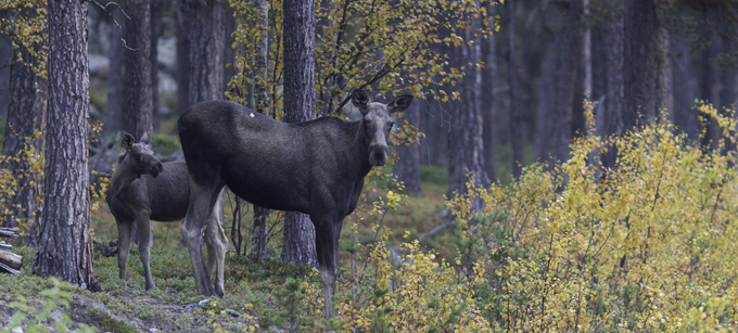 Älgko med kalv i höstfärgad skog.
