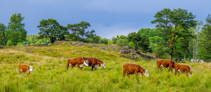 Kor betar på en grön betesmark med träd och molnig himmel.