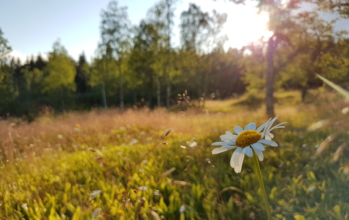 Prästkrage i förgrunden med en solnedgång över en svensk sommaräng.