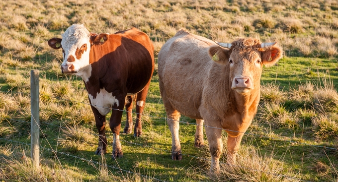 Två kor står i en solig betesmark