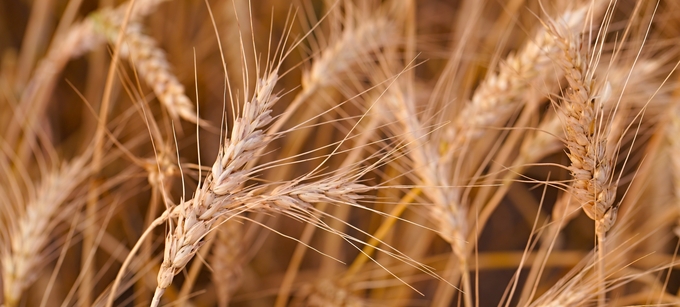 Närbild av mogna spannmålsax i fält.