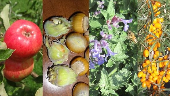 Bildkollage av rött äpple, hasselnötter, lila blommor och havtorn