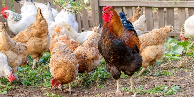 Tupp och höns på en gårdsplan.