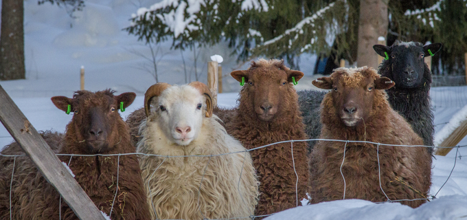 Fem får tittar in i kameran bakom ett stängsel i ett snötäckt landskap.