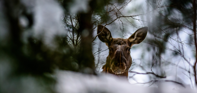 Älg som tittar fram mellan grenar i vinterlandskap