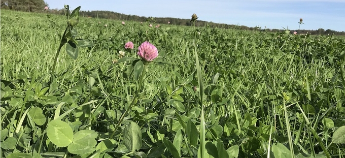 Närbild på rödklöver på en åker under blå himmel