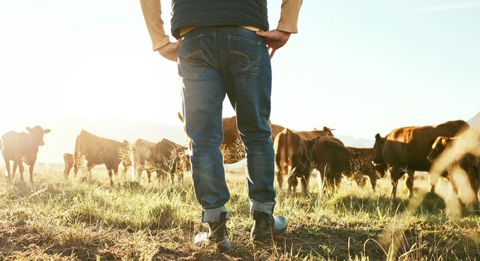 Människa i jeans som står på en gräsbevuxen åker med bruna kor i bakgrunden i soldis
