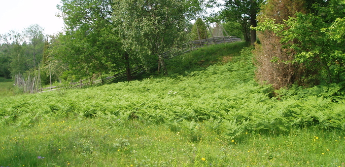 Betesmark med ormbunkar, träd och en trägärdesgård i en sluttning..