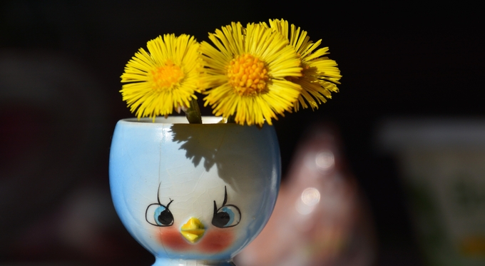 Två gula tussilagoblommor i en äggkopp formad som ett kycklingansikte