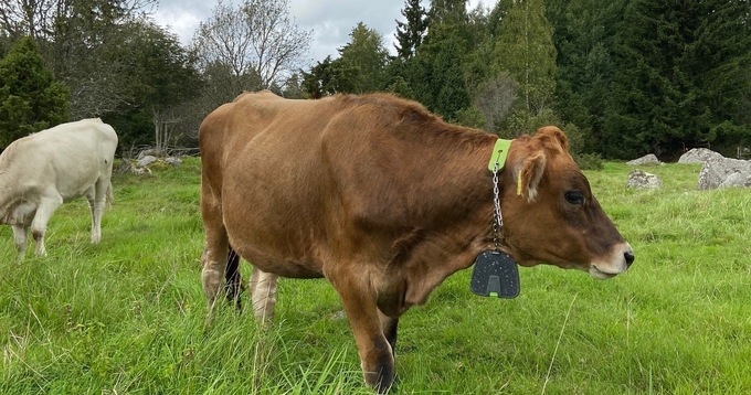 Ko utrustad med halsband för virtuellt stängsel som går på en betesmark, en vit ko i bakgrunden